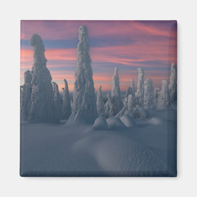 Ice & Snow | Snow Covered Trees, Lapland, Finland Magnet (Front)