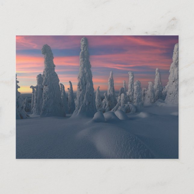 Ice & Snow | Snow Covered Trees, Lapland, Finland Postcard (Front)