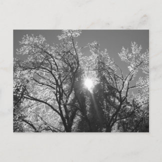 Ice Tree Postcard