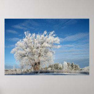 Ice Tree Poster