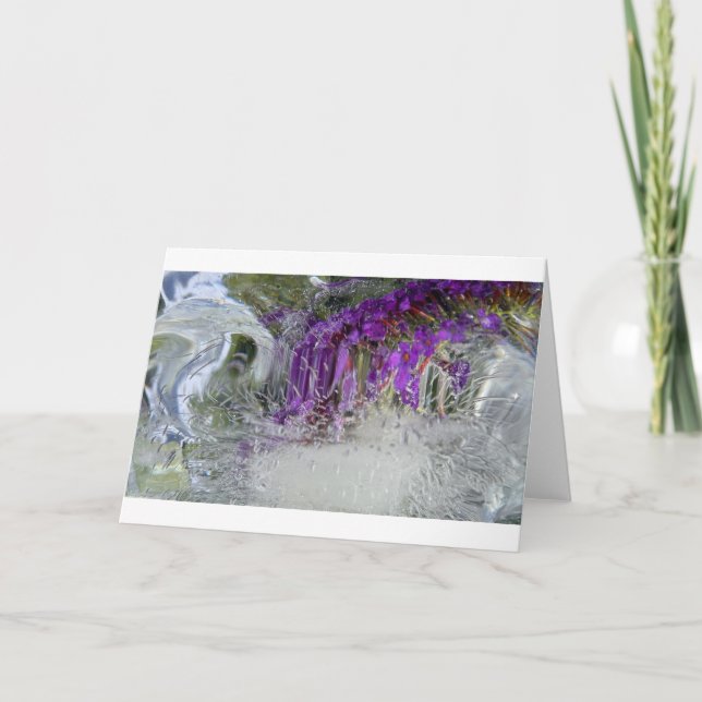 Iced Black Knight Butterfly Bush,  Card (Front)