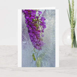 Iced Black Knight Butterfly Bush, Card