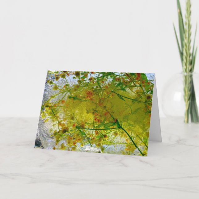 Iced Blossoms,  Card (Front)