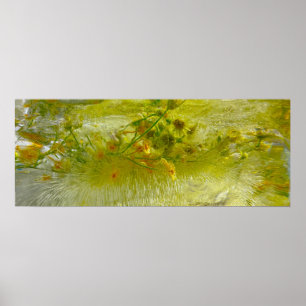Iced Blossoms,  Poster