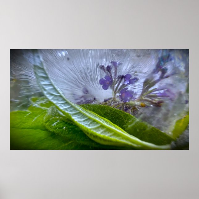 Iced Blossoms Poster (Front)