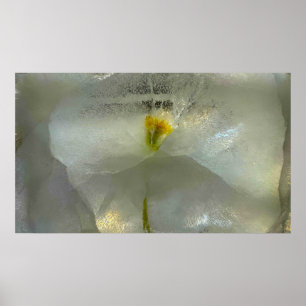 Iced Blossoms, Poster