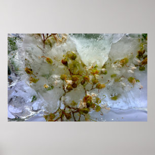 Iced Blossoms,  Poster