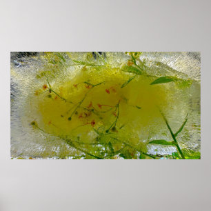 Iced Blossoms, Poster