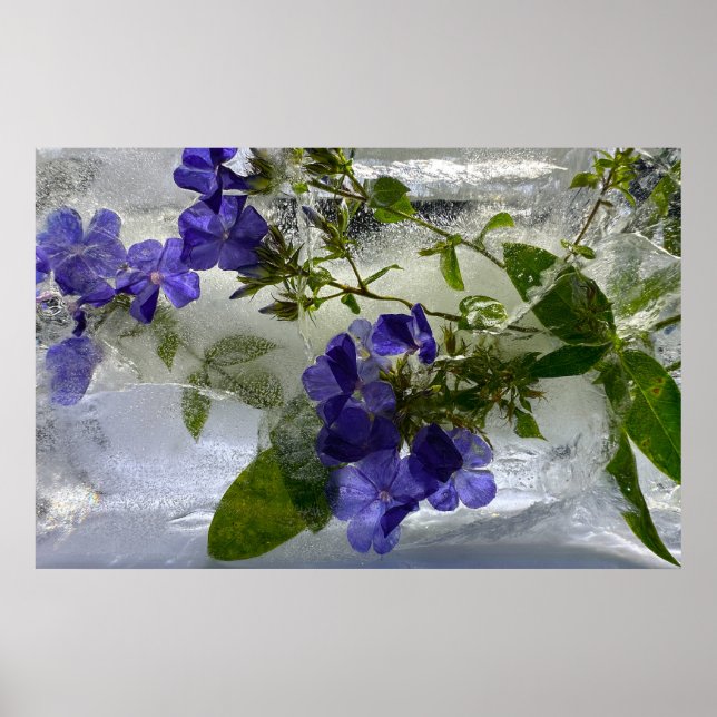Iced Blossoms,  Poster (Front)