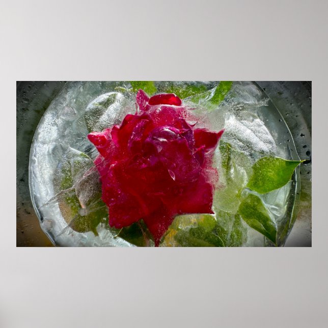 Iced Blossoms Poster (Front)