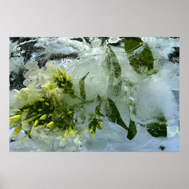 Iced Blossoms,  Poster (Front)