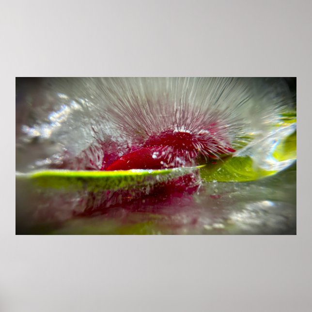 Iced Blossoms Poster (Front)