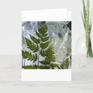 Iced Ferns, Card