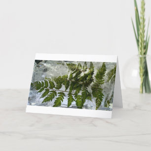 Iced Ferns, Card
