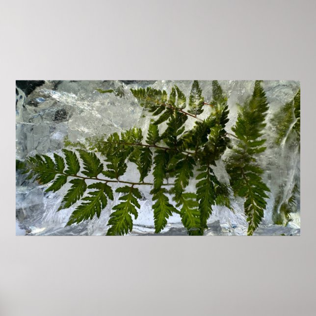 Iced Ferns,  Poster (Front)