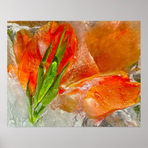 Iced Gladioli,  Poster