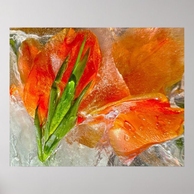 Iced Gladioli,  Poster (Front)