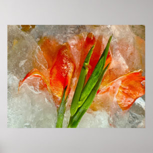 Iced Gladioli,  Poster