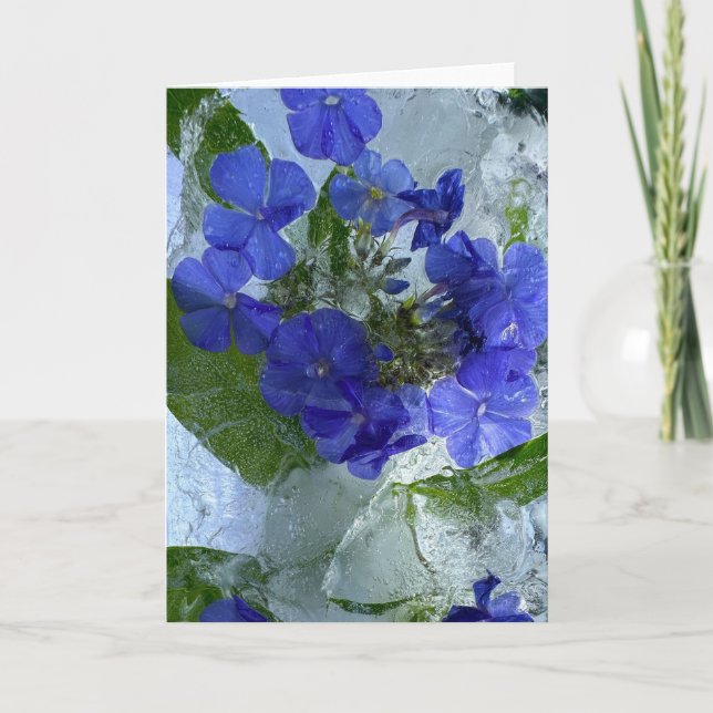 Iced Phlox,  Card (Front)