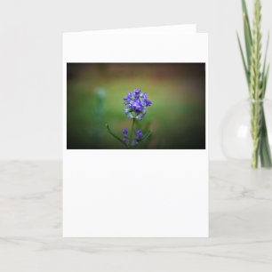 Iced Purple, card