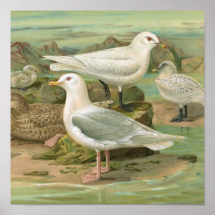 Iceland and Ivory Gull Vintage Bird Illustration Poster