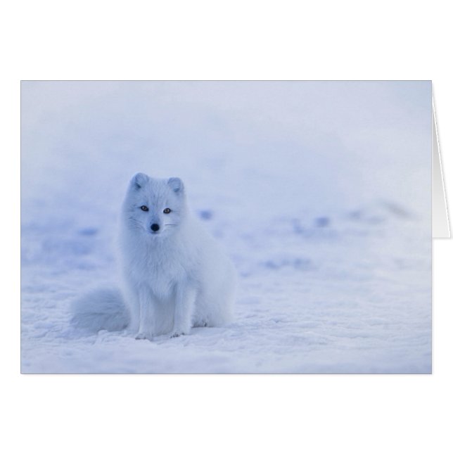 Iceland Arctic Fox (Front Horizontal)