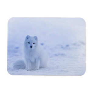 Iceland Arctic Fox Magnet