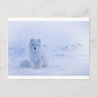 Iceland Arctic Fox