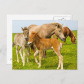 Iceland. Dyrholaey. Icelandic horse foals Postcard (Front/Back)