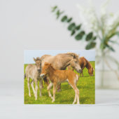 Iceland. Dyrholaey. Icelandic horse foals Postcard (Standing Front)