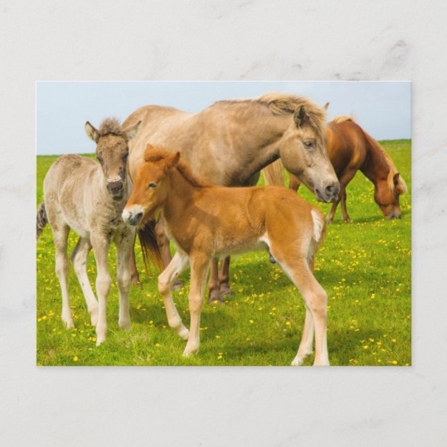 Iceland. Dyrholaey. Icelandic horse foals Postcard (Front)