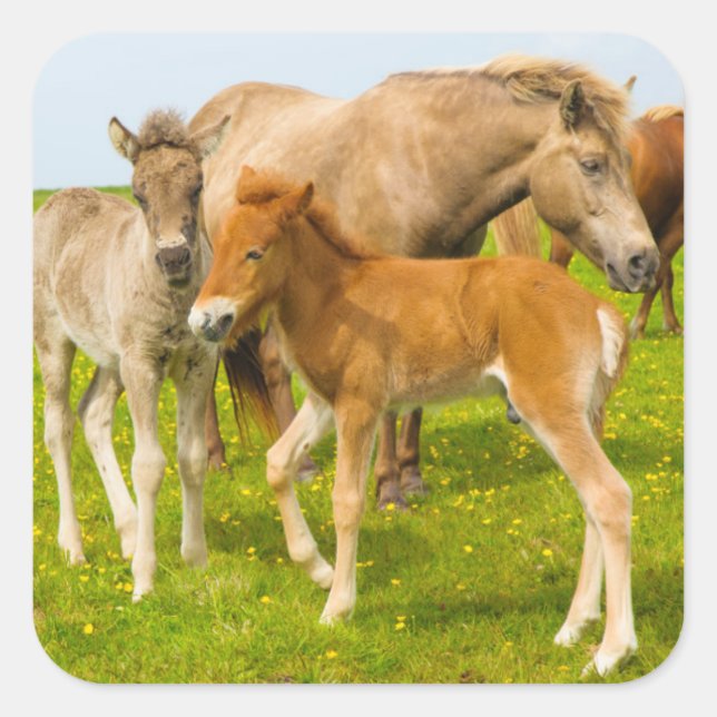 Iceland. Dyrholaey. Icelandic horse foals Square Sticker (Front)