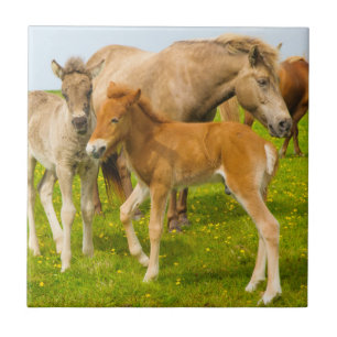 Iceland. Dyrholaey. Icelandic horse foals Tile