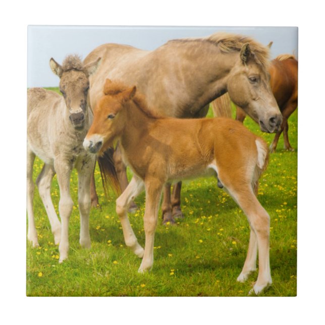 Iceland. Dyrholaey. Icelandic horse foals Tile (Front)