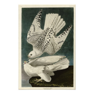 Iceland, Jer Falcon, from Audubon Birds of America Photo Print