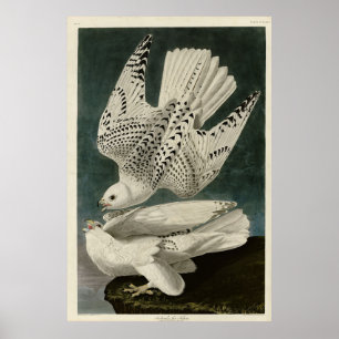 Iceland, Jer Falcon, from Audubon Birds of America Poster