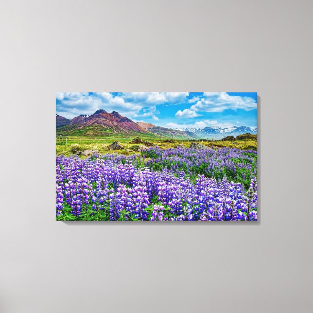 Iceland Landscape Lupines in bloom  Canvas Print (Front)