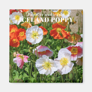 Iceland Poppy Magnet