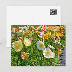 Iceland Poppy Postcard