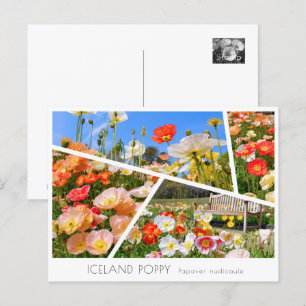 Iceland Poppy Postcard