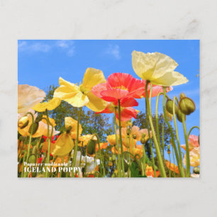 Iceland Poppy Postcard