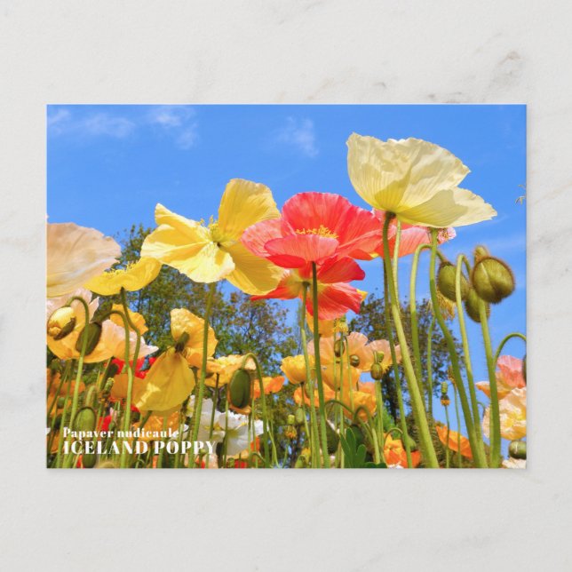 Iceland Poppy Postcard (Front)