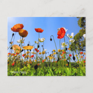 Iceland Poppy [Postcard] Postcard
