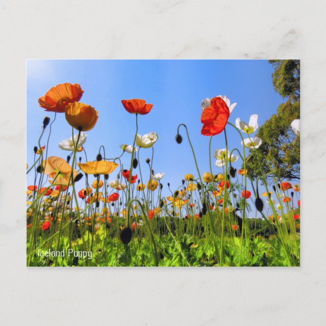 Iceland Poppy [Postcard] Postcard (Front)