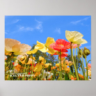 Iceland Poppy Poster
