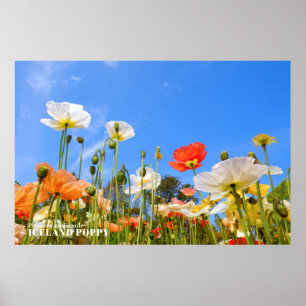 Iceland Poppy Poster