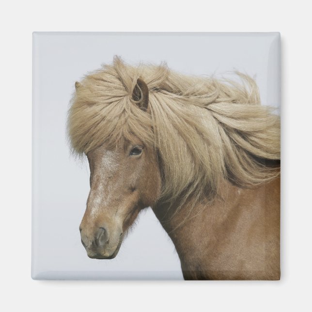 Iceland. Portrait of an Icelandic horse. Magnet (Front)