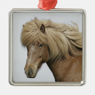 Iceland. Portrait of an Icelandic horse. Metal Tree Decoration