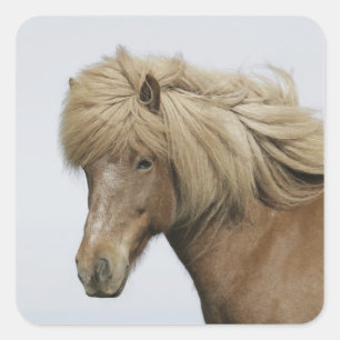 Iceland. Portrait of an Icelandic horse. Square Sticker