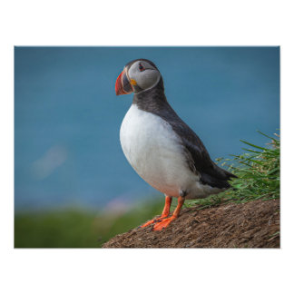 ICELAND PUFFIN PHOTO